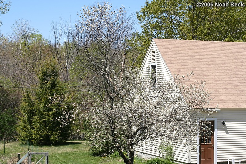 May 7, 2006: The only time the cherry tree bloomed.  After that, it died.