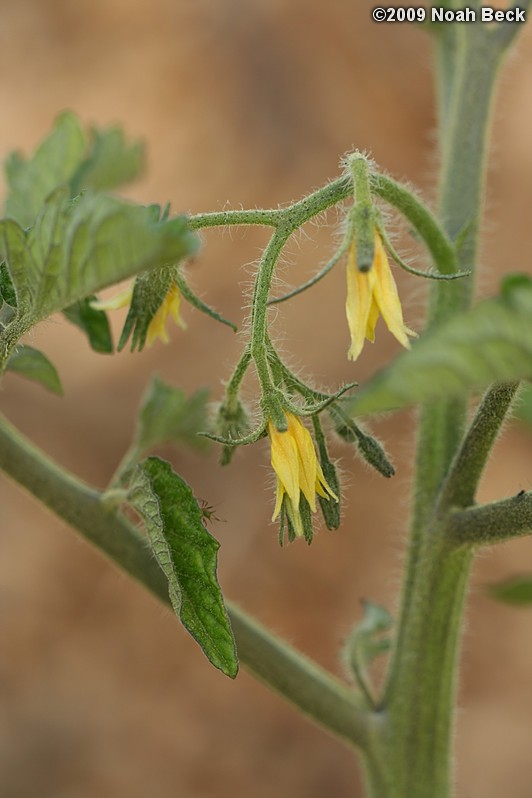 May 24, 2009: Tomato flowers