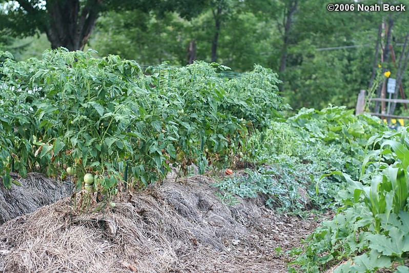 August 3, 2006: Tomatoes and other vegetables in the first year of the vegetable garden