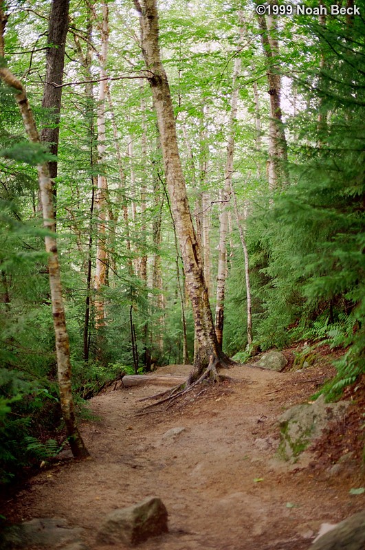 July 31, 1999: The trail back down to Lafayette campground had lots of birches growing.