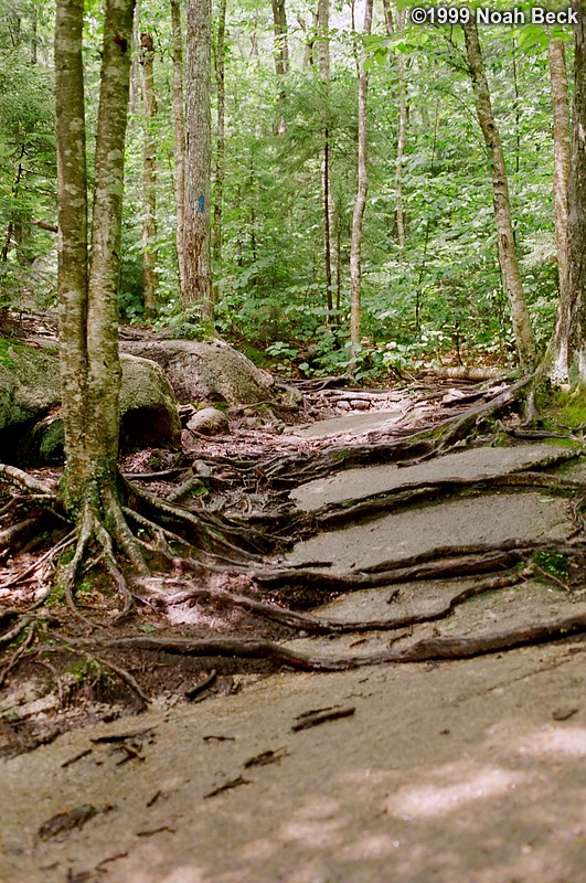 July 31, 1999: Just before the trail crosses Cascade Brook, it is solid rock criscrossed with stubborn tree roots.