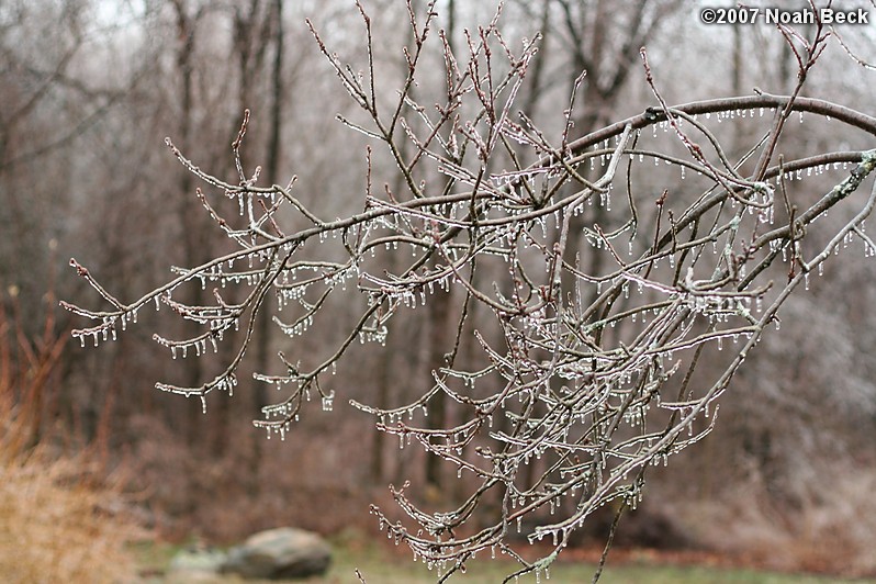 January 15, 2007: A tree branch after an ice storm