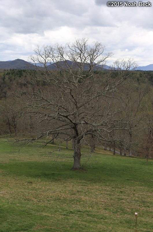 April 10, 2015: A tree in deer park
