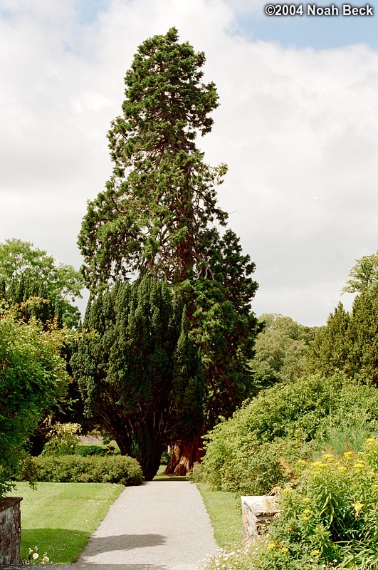 July 4, 2004: A tree in the garden.