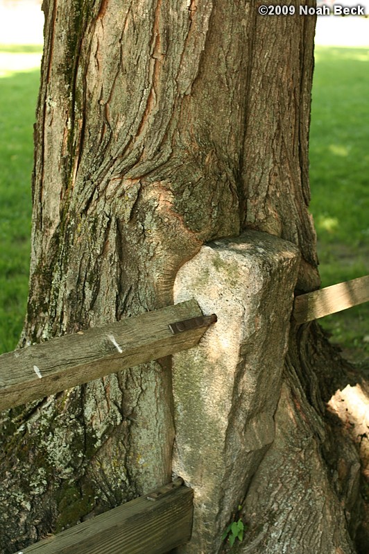 June 6, 2009: Tree growing into a granite fence post