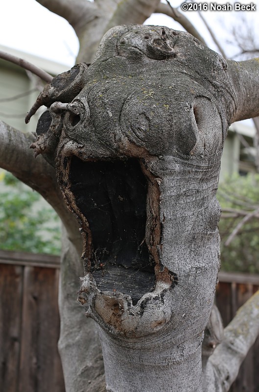 February 17, 2016: Tree in Mike and Anna&#39;s yard