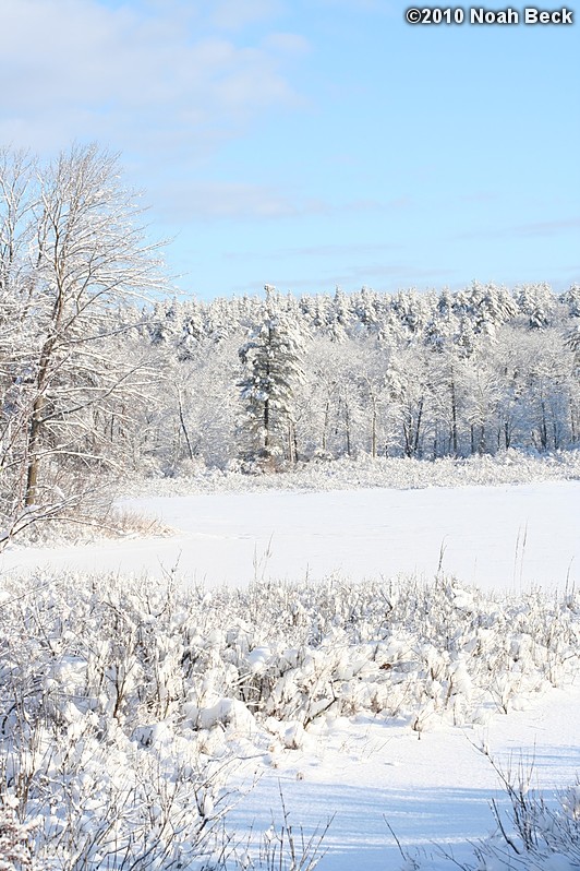 January 20, 2010: Trees near Keyes Brook after a snow