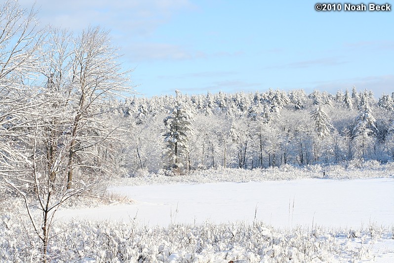 January 20, 2010: Trees near Keyes Brook after a snow