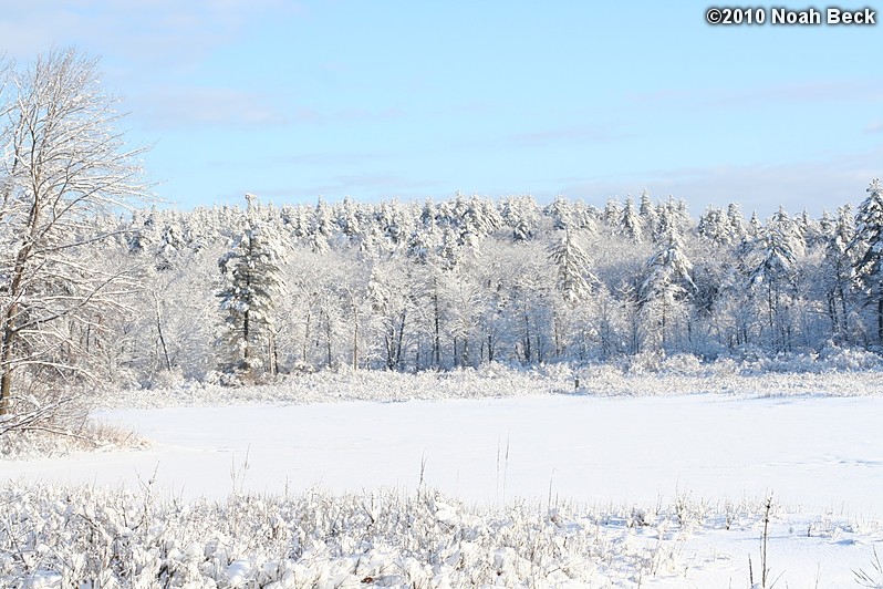 January 20, 2010: Trees near Keyes Brook after a snow