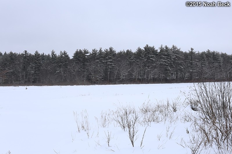 February 8, 2015: Trees across the pond from Captain Bob&#39;s