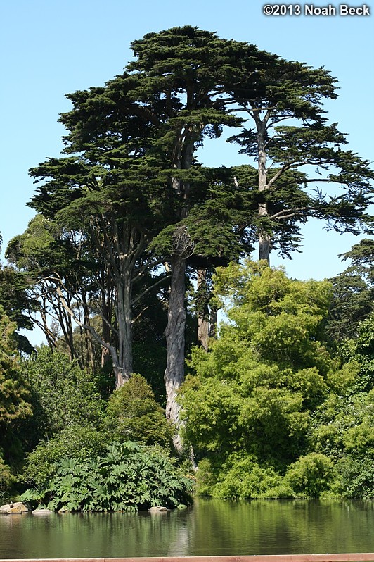 June 30, 2013: Trees and a pond at the San Francisco Botanical Garden
