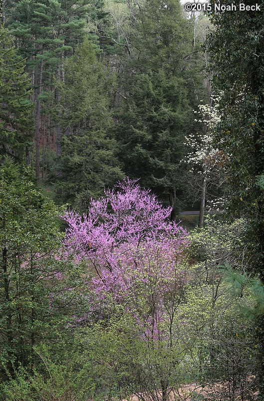 April 10, 2015: Trees in the spring garden