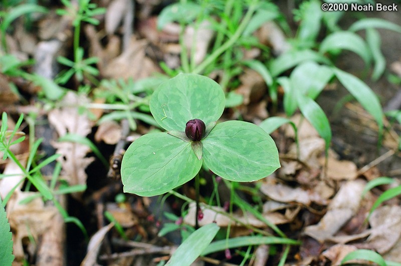 April 22, 2000: Trillium in the woods by my parents&#39; house