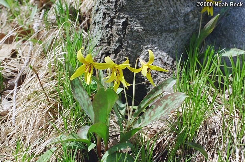 April 29, 2000: Trout lilies at Wachusett