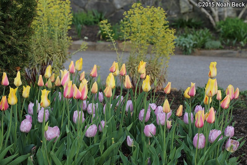 April 12, 2015: Tulip display