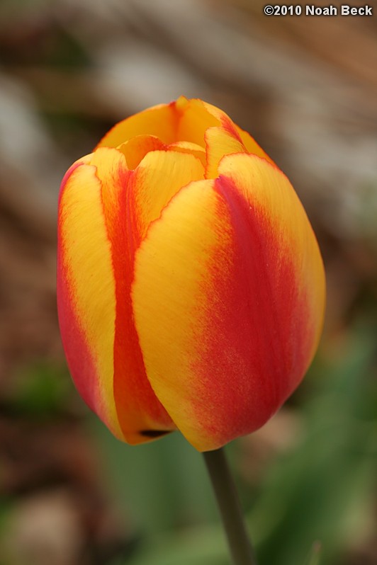 April 25, 2010: tulip in the garden