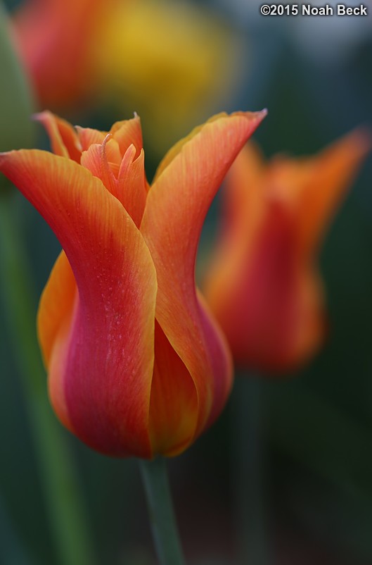 April 12, 2015: A tulip in the walled garden