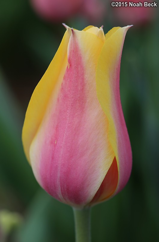 April 12, 2015: A tulip in the walled garden