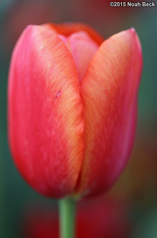 April 12, 2015: A tulip in the walled garden