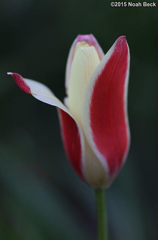 April 12, 2015: A tulip in the walled garden