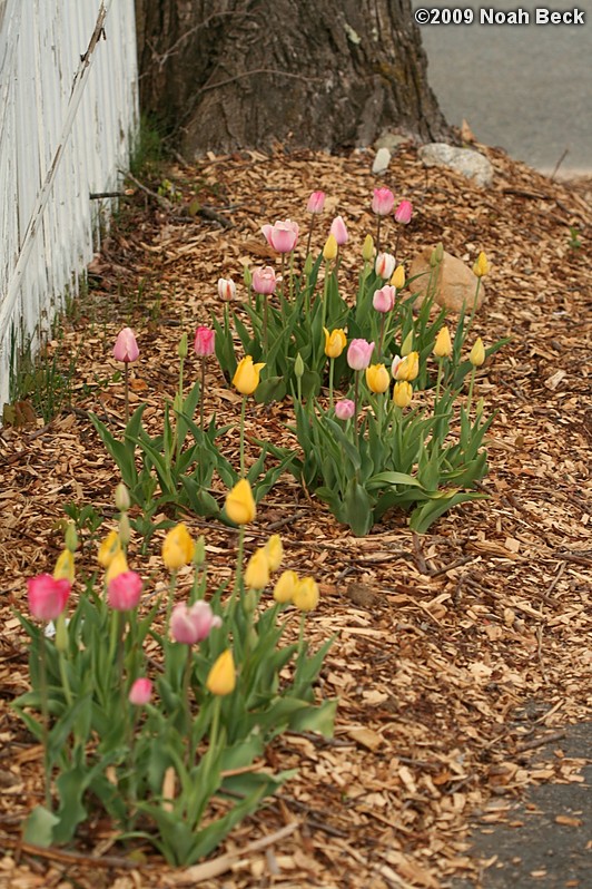 April 30, 2009: Tulips blooming along the driveway