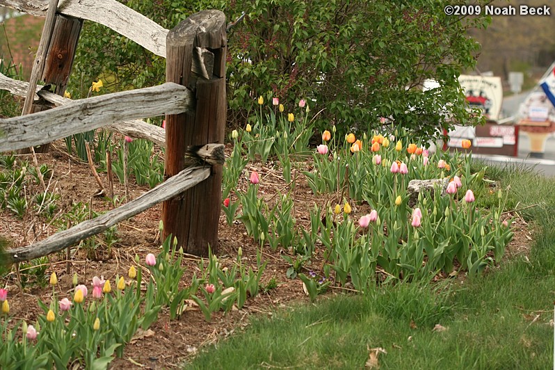 April 30, 2009: Tulips blooming along the rail fence in the yard
