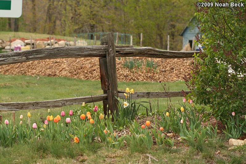 April 30, 2009: Tulips blooming along the rail fence in the yard
