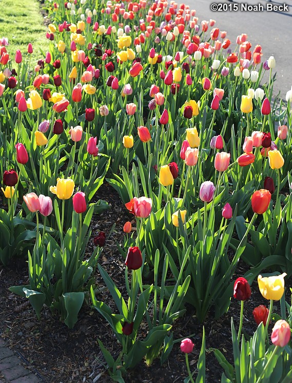 April 11, 2015: Tulips at the estate entrance
