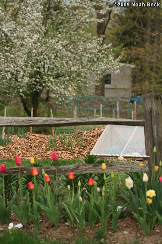 May 4, 2009: Tulips in front of the vegetable garden with the cold frame, and the apple tree blooming in the background