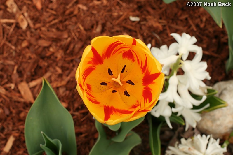 May 5, 2007: Tulips in the garden