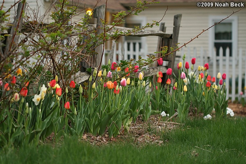 May 4, 2009: tulips in the garden