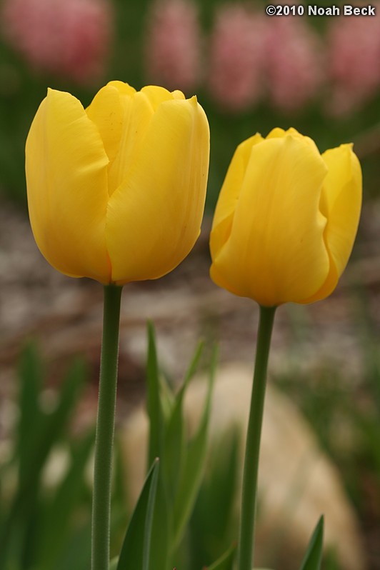 April 25, 2010: tulips in the garden