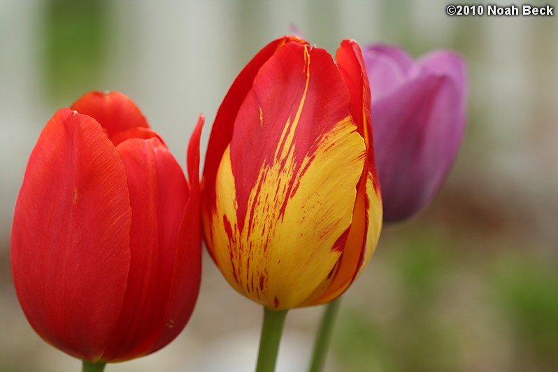 May 6, 2010: tulips in the garden