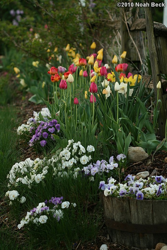 May 4, 2010: tulips and pansies in the garden