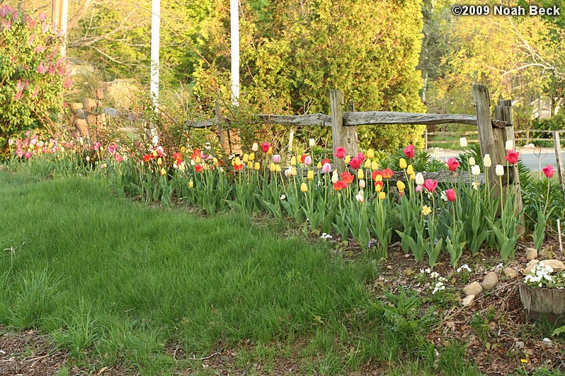 May 8, 2009: tulips in by the rail fence