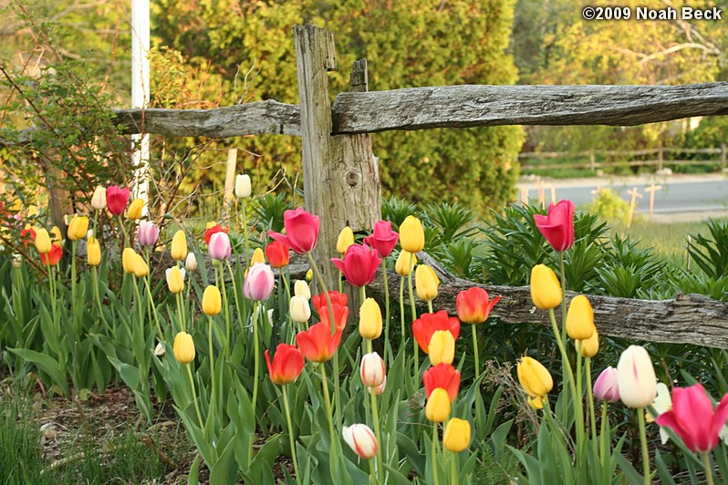 May 8, 2009: tulips in by the rail fence