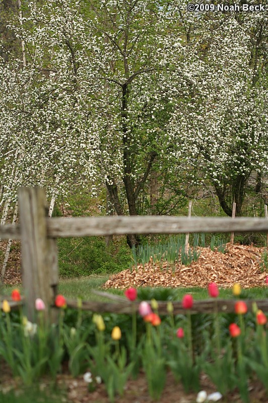May 4, 2009: tulips by the rail fence with a vegetable garden bed and blooming apple tree in the background