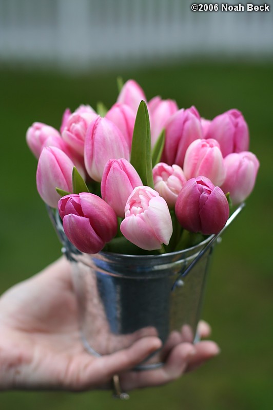 May 13, 2006: Tulips in a small tin can