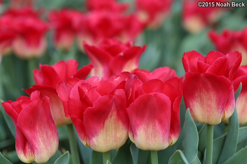 April 12, 2015: Tulips in the walled garden