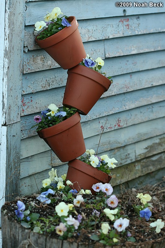 April 24, 2009: tumbling flower pots with pansies next to the barn