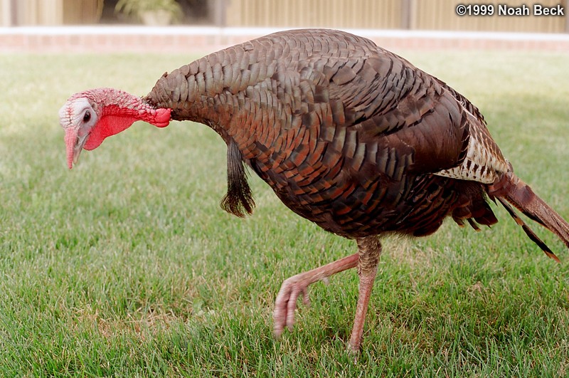 August 7, 1999: The turkey was perfectly happy to leave me alone until I took that first picture. The noise of the camera advancing the film either sounded tasty or annoying, because I was suddenly very a interesting subject. This is not a small bird.