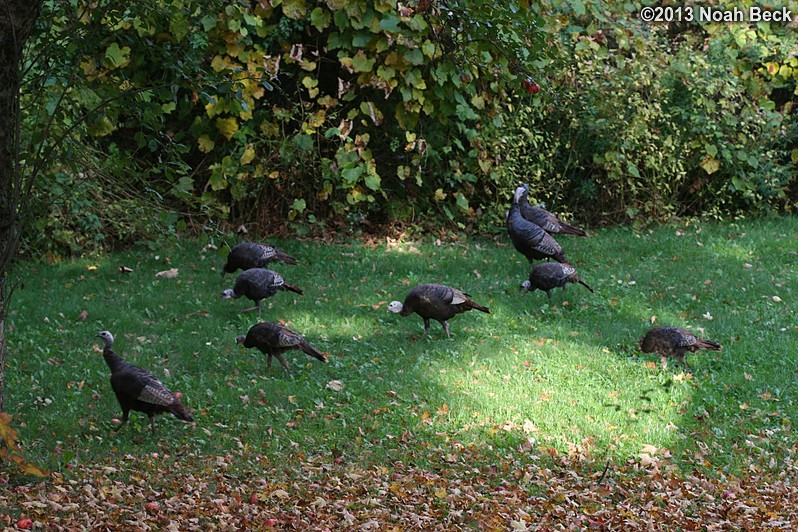 October 2, 2013: Turkeys in the back yard
