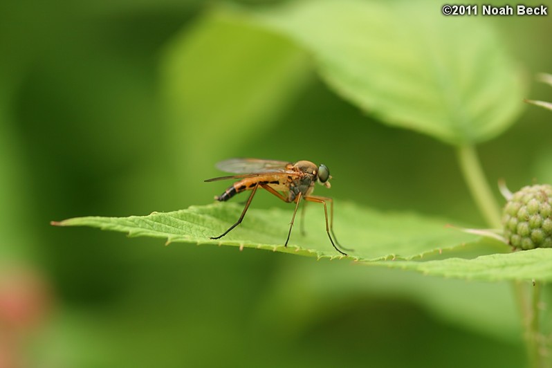 June 26, 2011: Unknown bug on red raspberries