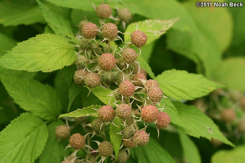 June 26, 2011: unripened black raspberries