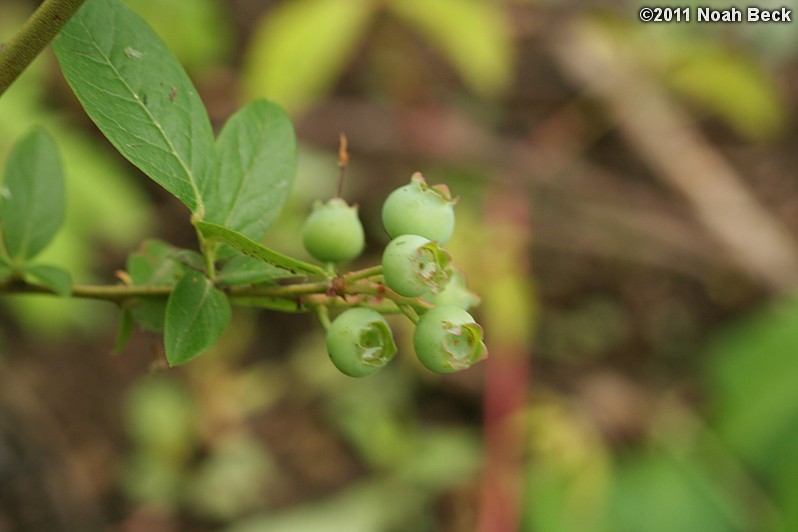 June 12, 2011: Unripened blueberries