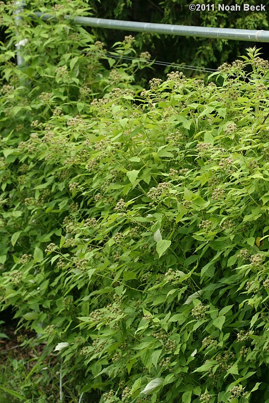 June 12, 2011: Unripened red raspberries