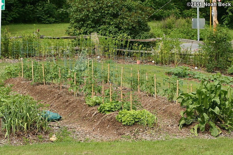 June 26, 2011: Vegetable garden, primarily tomatoes (in cages)