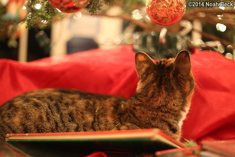 December 26, 2014: Violet contemplates a Christmas tree ornament