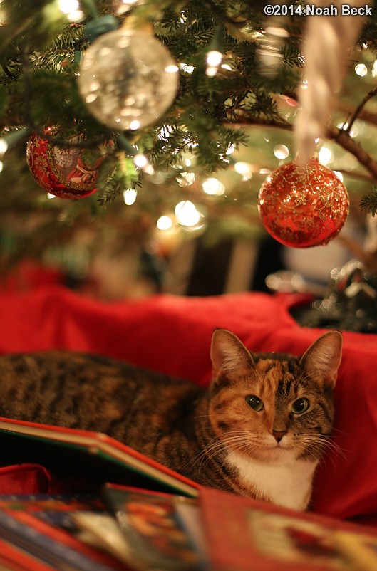 December 26, 2014: Violet decides to be a good Chrismas cat