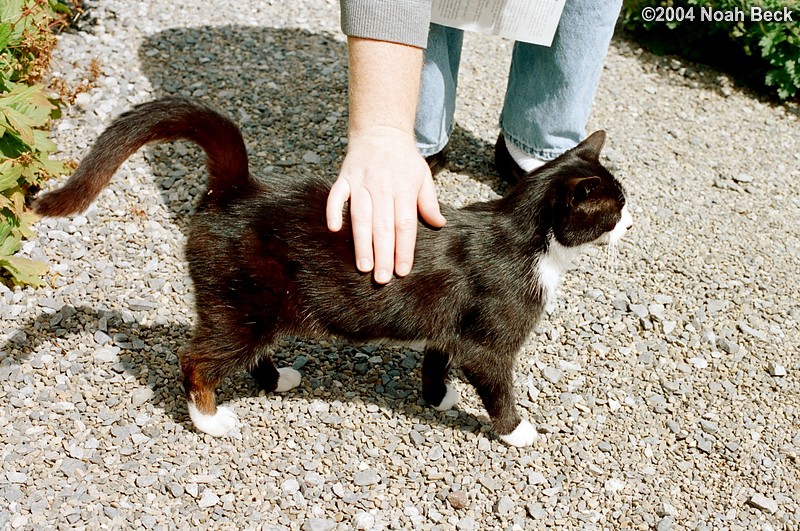 July 4, 2004: After walking around in the garden for a while, a cat showed up and started following us. Rosalind is always happy to have something fuzzy to pet.